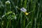 Wild Viola Arvensis, Field Pansy flowerbed abloom. Beautiful wild flowering plant used in alternative herbal medicine. Outdoor