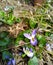 Wild violet