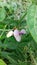 Wild violet bean flower