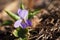 Wild violet close-up in the spring forest. A purple bud brightly lit by the sun.