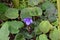 Wild violet flower