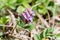 wild violet flower with a insect in the forest