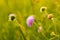 Wild violet iolet flower backlit on meadow in sunset light. selective focus on flower