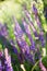 Wild violet lavender floral background