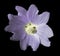 Wild violet mallow flower on black isolated background with clipping path no shadows. Closeup.