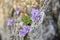 Wild violets growing between stones.