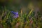 Wild violins through the green grass in a warm light. Scilla bifolia plant that blooms in spring