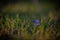 Wild violins through the green grass in a warm light. Scilla bifolia plant that blooms in spring