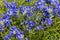 Wild Virginia Mountain bluebells blue bell flower group