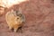 A wild Viscacha in Bolivia