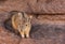 A wild Viscacha in Bolivia