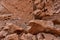 Wild viscacha on Rock in Atacama Desert Chile South America