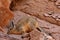 Wild viscacha on Rock in Atacama Desert Chile South America