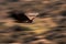 Wild vulture flying over the sky