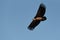 Wild vulture flying over the sky