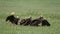 Wild Vulture Herd Eating a Dead Animal Carcass