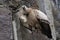 Wild Vulture in mountains