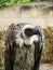 Wild vulture in nature