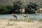 Wild walking Camel in mountains, Oman, Arabia