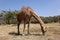 Wild walking Camel in mountains, Oman, Arabia