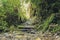 Wild walkway at Oparara basin arch, South Island, New Zealand