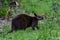 Wild wallaby eating grass in a park in Victoria