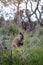 Wild wallaby in forest in Tasmania, Australia