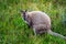 Wild wallaby in forest in Tasmania, Australia.