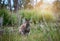 Wild wallaby in forest in Tasmania, Australia.