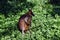 Wild wallaby kangaroo