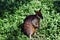 Wild wallaby kangaroo