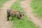 Wild Warthog, Africa