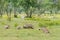 Wild Warthog, Africa