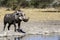 Wild warthog, at watering hole, up close