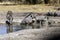 Wild warthog, at watering hole, up close