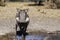 Wild warthog, at watering hole, up close