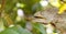 Wild warty chameleon Furcifer verrucosus