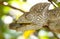Wild warty chameleon Furcifer verrucosus