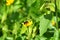 Wild wasp-like bee collecting nectar and pollen from a yellow wildflower in Thailand