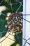 Wild wasps make a hive nest on a metal fence
