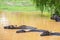 Wild water buffalo bathing in lake in Sri Lanka