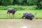 Wild water buffalo bathing in lake in Sri Lanka