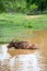 Wild water buffalo bathing in lake in Sri Lanka