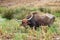 The wild water buffalo  Bubalus arnee, also called Asian buffalo, Asiatic buffalo and arni or arnee, sri lanka subspecies