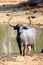 The wild water buffalo, Bubalus arnee, also called Asian buffalo, Asiatic buffalo and arni or arnee standing in a muddy