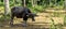 Wild water buffalo, carabao Bubalus bubalis, Bubalus arnee