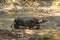 A wild water buffalo walking in a muddy pond