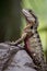 Wild Water Dragon, Tropical Queensland, Australia, September 2016
