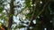 Wild water plum white flower hanging on branch flowing from wind blow in garden