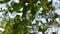 Wild water plum white flower hanging on branch flowing from wind blow in garden with sunset